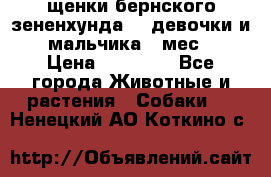 щенки бернского зененхунда. 2 девочки и 2 мальчика(2 мес.) › Цена ­ 22 000 - Все города Животные и растения » Собаки   . Ненецкий АО,Коткино с.